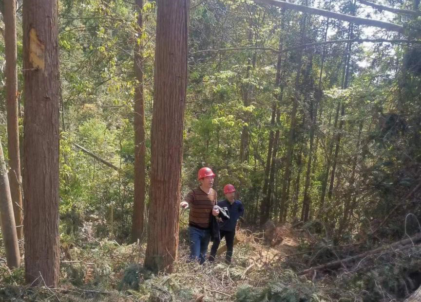 “兩節(jié)”前夕，“綠盾”行動——福建金森嚴格把關(guān)林木采伐施工